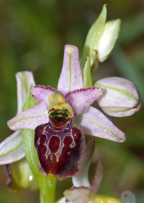 Ophrys sul litorale romano  marzo 2020